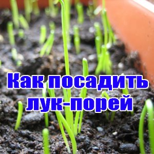  Как посадить лук-порей (2013) WebRip 
