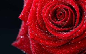  Всевозможные и необыкновенно  великолепные розы 