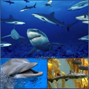  Необычайные акулы и необыкновенные дельфины 