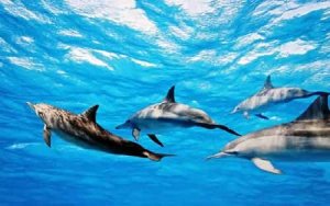  Необычайные акулы и необыкновенные дельфины 
