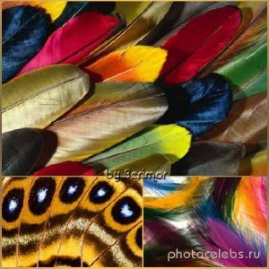  Бесконечно красивые перья разнообразных птиц 