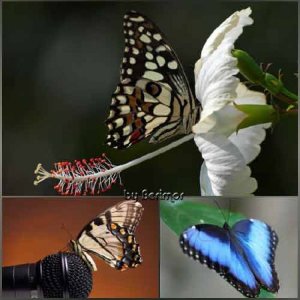  Необычайно прекрасный мир бабочек 