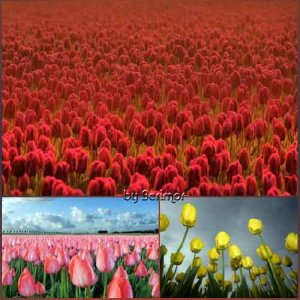 Всевозможные фото превосходных тюльпанов 