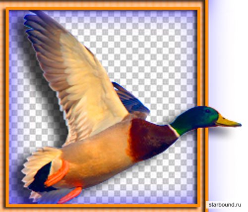 Картинки png - Домашние и дикие птицы