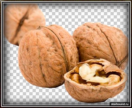 Фотошоп png - Лесные и грецкие орехи