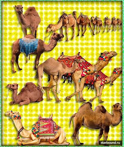 Картинки на прозрачном фоне - Верблюды (Camel)