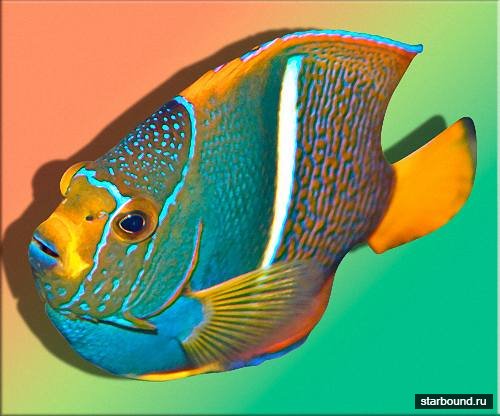 Клипарты для фотошопа -  Дикоративные рыбки
