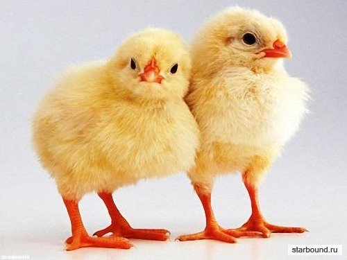 Png для фотошопа на прозрачном фоне - Желтые цыплята