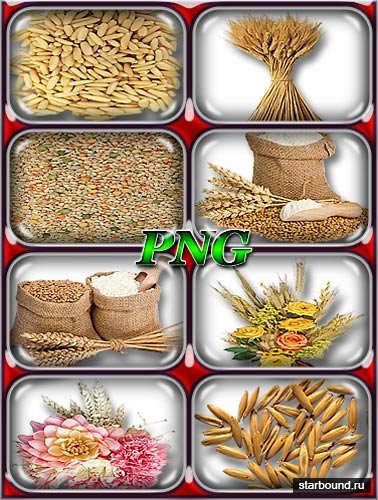 Png отличного качества - Пшеница, зерна