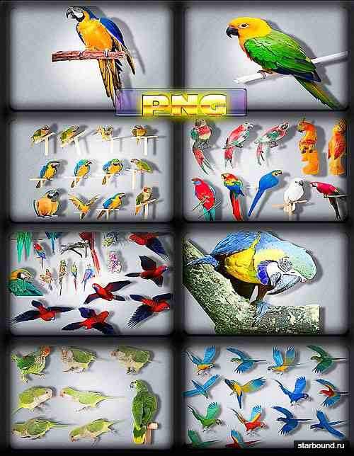 Png Клипарты - Разноцветные попугаи