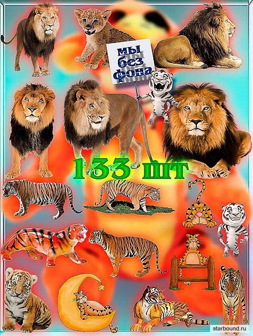 Коллекция Png клип-артов - Львы и тигры