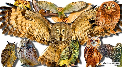 Png Клипарты - Лесные совы