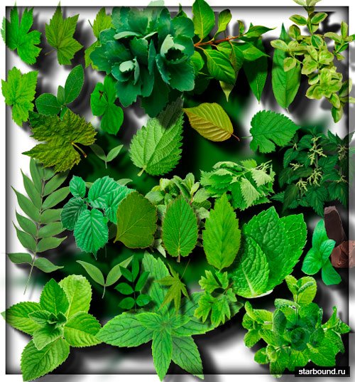 Клипарты для рамок - Зеленые листья